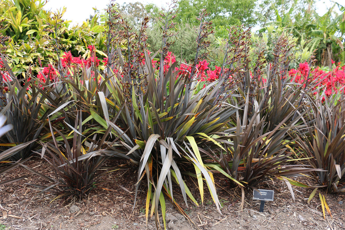 Phormium Black Rage (1).jpg